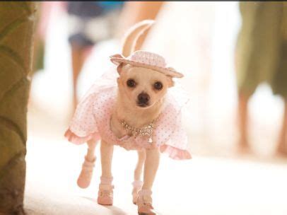 beverly hills chihuahua chloe died|beverly hills chihuahua german shepherd.